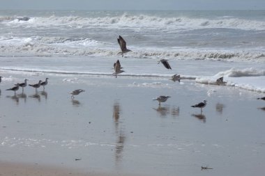 Martılar sahilde duruyor, okyanus esintisinin tadını çıkarıyorlar ve dalgalar kıyıya vuruyor.