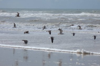 Martılar sahilde duruyor, okyanus esintisinin tadını çıkarıyorlar ve dalgalar kıyıya vuruyor.