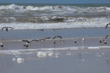 Martılar sahilde duruyor, okyanus esintisinin tadını çıkarıyorlar ve dalgalar kıyıya vuruyor.