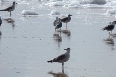 Martılar sahilde duruyor, okyanus esintisinin tadını çıkarıyorlar ve dalgalar kıyıya vuruyor.