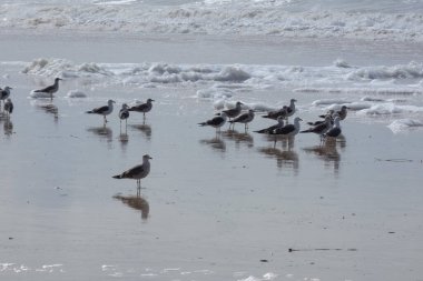 Martılar sahilde duruyor, okyanus esintisinin tadını çıkarıyorlar ve dalgalar kıyıya vuruyor.