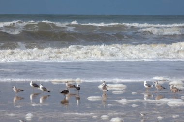 Martılar sahilde duruyor, okyanus esintisinin tadını çıkarıyorlar ve dalgalar kıyıya vuruyor.