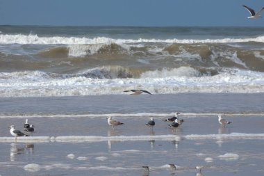 Martılar sahilde duruyor, okyanus esintisinin tadını çıkarıyorlar ve dalgalar kıyıya vuruyor.