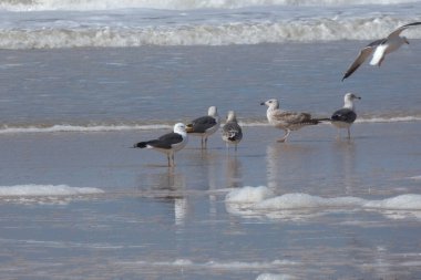 Martılar sahilde duruyor, okyanus esintisinin tadını çıkarıyorlar ve dalgalar kıyıya vuruyor.