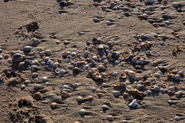 Yumuşak deniz kabuğu kumsalın ıslak kumlarına gölge düşürüyor.