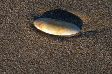 Yumuşak deniz kabuğu kumsalın ıslak kumlarına gölge düşürüyor.