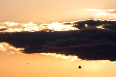 Kuşlar güzel bir altın saat boyunca uçuyor. Karanlık bulutlar ve parlak merceklerle gün batımında.