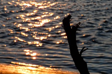 Algarve Bölgesi Portekiz 'deki Faro' nun tuzlu bataklıklarını gösteren güzel bir manzara.