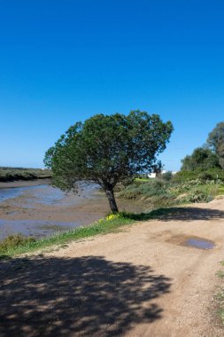 Açık mavi bir gökyüzünün altında, bataklığın yanında büyüyen taştan bir çam ağacı olan manzara.