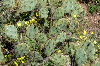 Opuntia kaktüsü kurak bir ortamda gelişir ve parlak mavi gökyüzü altında eşsiz güzelliğini ve dayanıklılığını gösterir.
