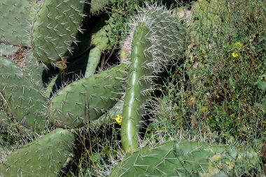 Opuntia kaktüsü kurak bir ortamda gelişir ve parlak mavi gökyüzü altında eşsiz güzelliğini ve dayanıklılığını gösterir.