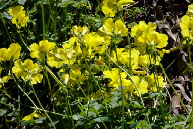Sarı bermuda düğün çiçekleri güneş ışığında çiçek açıyor.