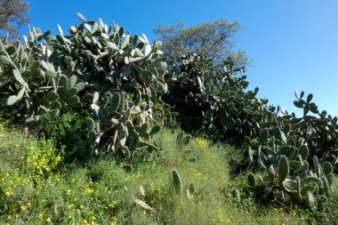 Opuntia kaktüsü kurak bir ortamda gelişir ve parlak mavi gökyüzü altında eşsiz güzelliğini ve dayanıklılığını gösterir.