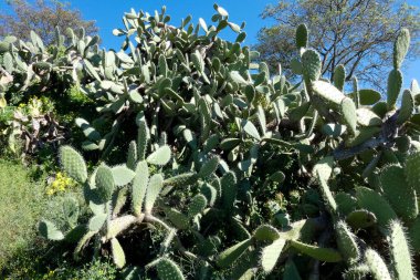 Opuntia kaktüsü kurak bir ortamda gelişir ve parlak mavi gökyüzü altında eşsiz güzelliğini ve dayanıklılığını gösterir.