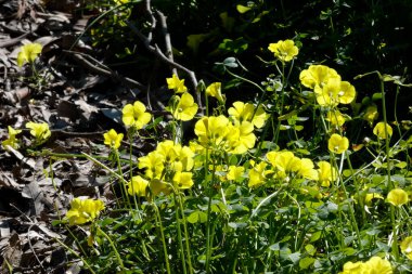 Sarı bermuda düğün çiçekleri güneş ışığında çiçek açıyor.