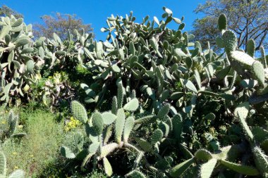 Opuntia kaktüsü kurak bir ortamda gelişir ve parlak mavi gökyüzü altında eşsiz güzelliğini ve dayanıklılığını gösterir.