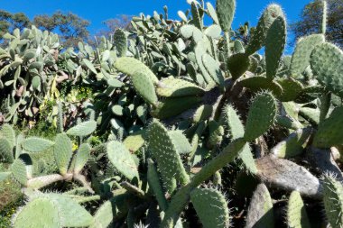 Opuntia kaktüsü kurak bir ortamda gelişir ve parlak mavi gökyüzü altında eşsiz güzelliğini ve dayanıklılığını gösterir.
