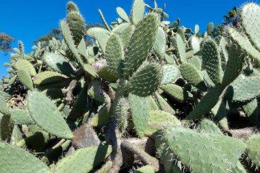 Opuntia kaktüsü kurak bir ortamda gelişir ve parlak mavi gökyüzü altında eşsiz güzelliğini ve dayanıklılığını gösterir.