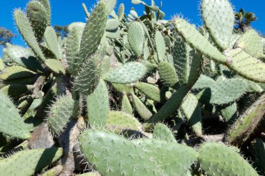 Opuntia kaktüsü kurak bir ortamda gelişir ve parlak mavi gökyüzü altında eşsiz güzelliğini ve dayanıklılığını gösterir.