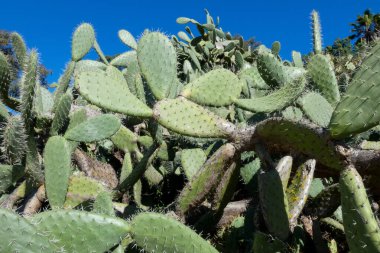 Opuntia kaktüsü kurak bir ortamda gelişir ve parlak mavi gökyüzü altında eşsiz güzelliğini ve dayanıklılığını gösterir.