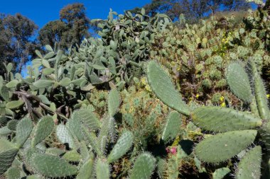 Opuntia kaktüsü kurak bir ortamda gelişir ve parlak mavi gökyüzü altında eşsiz güzelliğini ve dayanıklılığını gösterir.