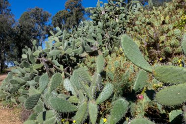 Opuntia kaktüsü kurak bir ortamda gelişir ve parlak mavi gökyüzü altında eşsiz güzelliğini ve dayanıklılığını gösterir.