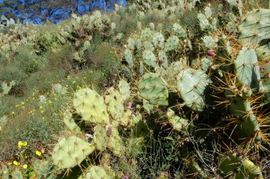 Opuntia kaktüsü kurak bir ortamda gelişir ve parlak mavi gökyüzü altında eşsiz güzelliğini ve dayanıklılığını gösterir.