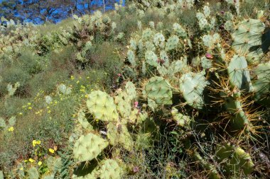 Opuntia kaktüsü kurak bir ortamda gelişir ve parlak mavi gökyüzü altında eşsiz güzelliğini ve dayanıklılığını gösterir.