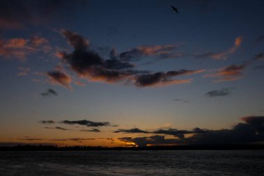 Gün batımında turuncu ve pembe bulutlarla sakin okyanus suyunun üzerinde uçan kuş.