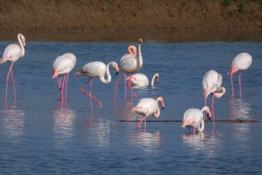Dört flamingo kumlu bir sahilin yakınındaki sığ mavi sularda duruyor. Arka planda sarı ve siyah ahşap bir yapı görünüyor.