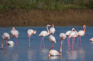 Dört flamingo kumlu bir sahilin yakınındaki sığ mavi sularda duruyor. Arka planda sarı ve siyah ahşap bir yapı görünüyor.