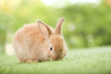 Baharda arka planda doğal bokeh olan yeşil çimenlerin üzerinde şirin küçük bir tavşan. Bahçede oynayan genç sevimli tavşan. Baharda parkta sevimli bir hayvan.