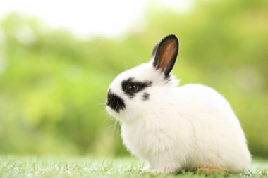 Baharda arka planda doğal bokeh olan yeşil çimenlerin üzerinde şirin küçük bir tavşan. Bahçede oynayan genç sevimli tavşan. Baharda parkta sevimli bir hayvan.