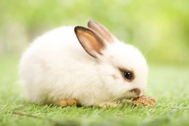 Baharda arka planda doğal bokeh olan yeşil çimenlerin üzerinde şirin küçük bir tavşan. Bahçede oynayan genç sevimli tavşan. Baharda parkta sevimli bir hayvan.