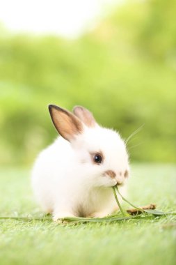 Baharda arka planda doğal bokeh olan yeşil çimenlerin üzerinde şirin küçük bir tavşan. Bahçede oynayan genç sevimli tavşan. Baharda parkta sevimli bir hayvan.