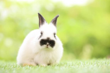 Baharda arka planda doğal bokeh olan yeşil çimenlerin üzerinde şirin küçük bir tavşan. Bahçede oynayan genç sevimli tavşan. Baharda parkta sevimli bir hayvan.