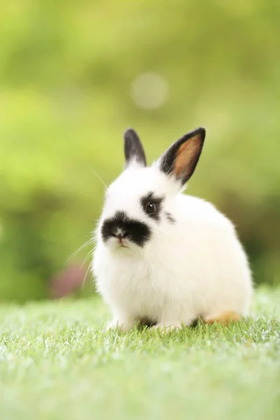 Cute Little Rabbit Green Grass Natural Bokeh Background Spring Young — 스톡 사진