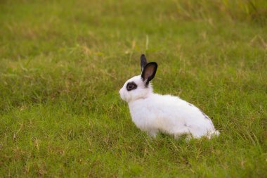 Baharda yeşil tarlada siyah nokta tavşanlı genç beyaz. Güzel tavşancık taze bahçede eğleniyor. Sevimli tavşan oynuyor ve yeşil çimenlerde dinleniyor..