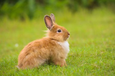 Baharda yeşil tarlada genç kahverengi aslan tavşanı. Güzel tavşancık taze bahçede eğleniyor. Sevimli tavşan oynuyor ve yeşil çimenlerde dinleniyor..