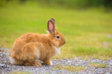 Baharda yeşil tarlada genç kahverengi aslan tavşanı. Güzel tavşancık taze bahçede eğleniyor. Sevimli tavşan oynuyor ve yeşil çimenlerde dinleniyor..