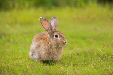 Baharda yeşil tarlada genç kahverengi tavşan. Güzel tavşancık taze bahçede eğleniyor. Sevimli tavşan oynuyor ve yeşil çimenlerde dinleniyor..