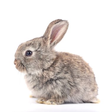 Baharda beyaz arka planda şirin küçük bir tavşan. Genç sevimli tavşan oynuyor ve hareket ediyor. Paskalya için uzun kulaklı sevimli hayvan.