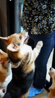 Corgi modern evde. Pembroke Welsh Corgi 'nin çoğu Galler' in Pembrokeshire şehrinden geliyor. Galli Corgi ya da Cardigan Galli Corgi grubu, kuzey tükürük tipli köpeklerden gelir..
