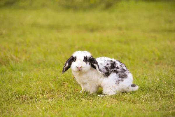 Yetişkin Hollandalılar Baharda Yeşil Tarlada Siyah Nokta Tavşanlı Beyaz Cüce — Stok fotoğraf
