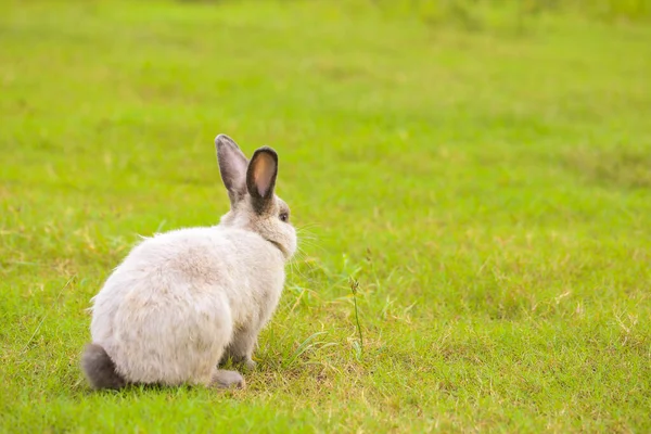 Ausgewachsenes Graues Kaninchen Frühling Auf Der Grünen Wiese Schöne Hase — Stockfoto