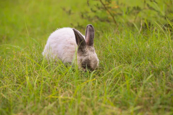 Adult Grey Rabbit Green Field Spring Lovely Bunny Has Fun — Stock Photo, Image