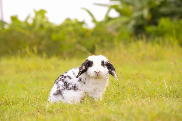 Yetişkin Hollandalılar Baharda Yeşil Tarlada Siyah Nokta Tavşanlı Beyaz Cüce — Stok fotoğraf