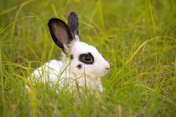 들판에서 토끼를 귀여운 토끼는 정원에서 재미를 토끼는 우아하게 자연의 풀에서 — 스톡 사진