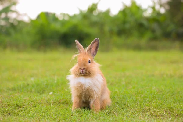 Baharda Yeşil Tarlada Genç Kahverengi Aslan Tavşanı Güzel Tavşancık Taze — Stok fotoğraf