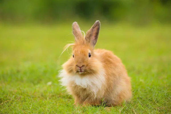 Baharda Yeşil Tarlada Genç Kahverengi Aslan Tavşanı Güzel Tavşancık Taze — Stok fotoğraf